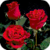 Magic Bouquet of Roses Live Wallpaper icon