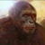 Dawn of the Planet of the Apes LWP 2 app for free