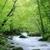 Beautiful Deep Forest Images HD Wallpaper icon
