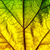 Leaf Photo Collage Editor icon