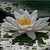 Water Lilly Live Wallpaper icon
