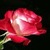 Roses Lwp2 icon