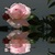 Beautiful Pink Rose Live Wallpaper free icon