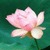Lotus Shine Live Wallpaper icon