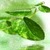 Green Leaf Live Wallpaper icon