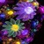 Multicolor Flowers LWP icon