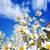 Daisy Flower Field Live Wallpaper icon