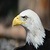 Awesome Bald Eagle Live Wallpaper icon