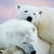 Alaska Two White Bears Live Wallpaper icon