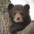 Black Bear Cubs around the world  icon