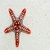 Awesome Sea Starfish Live Wallpaper icon