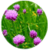 Benefits of Chives icon