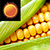 Corn Weather Clock Widget app for free
