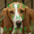 Kiss a Basset Hound app for free