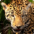 Zoo : Savanna Wild Animals icon