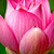 Water Lily Photo Collage icon