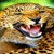 Angry Leopard Live Wallpaper icon