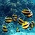 Angel Fish in Water LWP icon