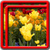 Flowers Live Wallpapers Best icon
