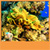Coral Reef Live Wallpapers New icon