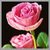 Lovely Roses ~ Wallpapers icon