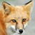Red Fox Live Wallpaper icon