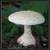 white mushroom around the world  app for free