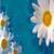 Daisy Flower Love Live Wallpaper icon