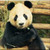 Panda chews Live Wallpaper icon