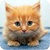 Free funny Cat Wallpapers icon