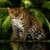 Forest Leopard Live Wallpaper icon