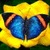 Blue Butterfly LWP icon