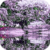 Awesome Lilac Tree Live Wallpaper icon