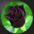 Most Beautiful Black Roses app for free