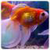 Golden Live Fish Wallpaper icon