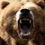 Angry Bear Live Wallpaper app for free