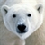 Save the Arctic LWP FREE icon