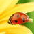 Ladybug On Yellow Flower Live Wallpaper icon