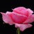 Dewy rose Live Wallpaper icon