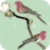 Parakeets HD Live Wallpaper icon