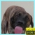 Dog Licks Screen Video Live Wallpaper icon