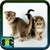 Photos Of Cats And Kittens icon