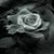 Black Rose LWP icon