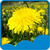 Dandelions Live Wallpapers Latest icon