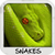 Snakes Wallpapers free app for free