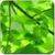 Green leaves LWP icon