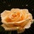 Yellow Heart Rose LWP icon