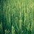 Green Wheat Live Wallpaper icon