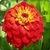 Zinnia Flowers Onet Classic Game icon