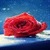 Rainy Red Rose Live Wallpaper icon